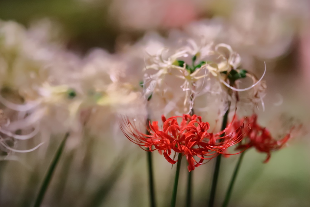 紅二点