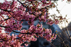 川津桜