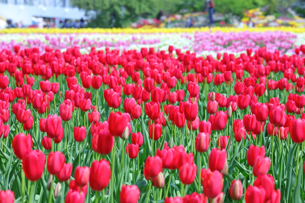 となみチューリップフェア(2)