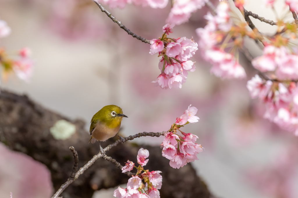 遠くをぼーっと