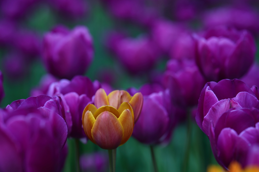 となみチューリップフェア(5)