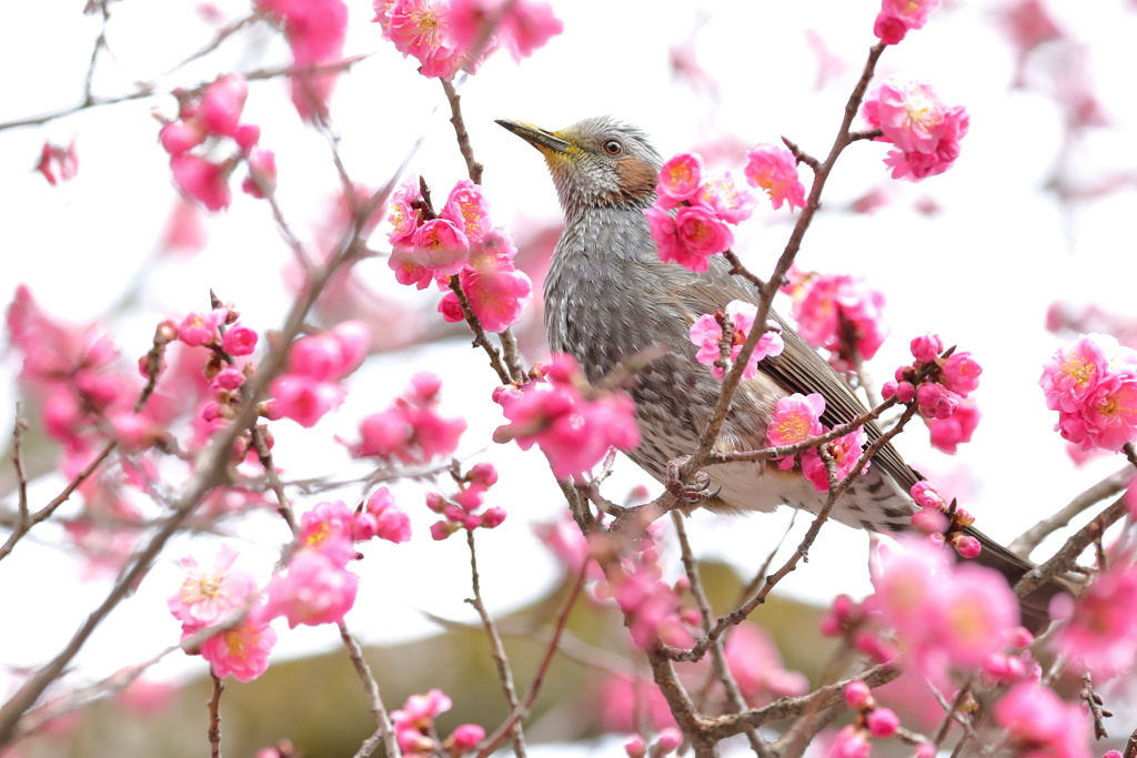 ウメヒヨ