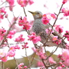 ウメヒヨ