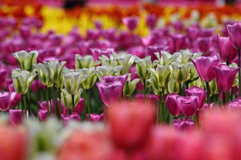 となみチューリップフェア(17)