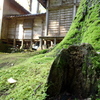 苔の里(6)