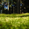 苔の里(4)