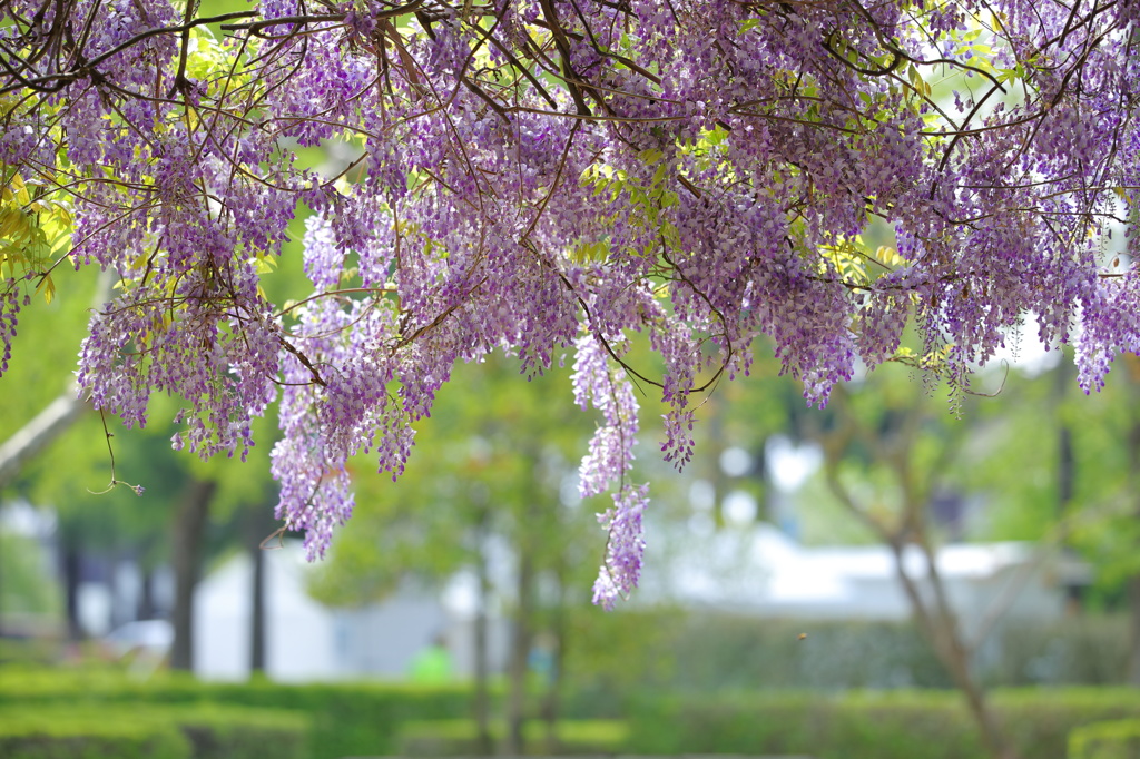 となみチューリップフェア(19)