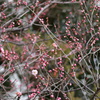 一輪開花