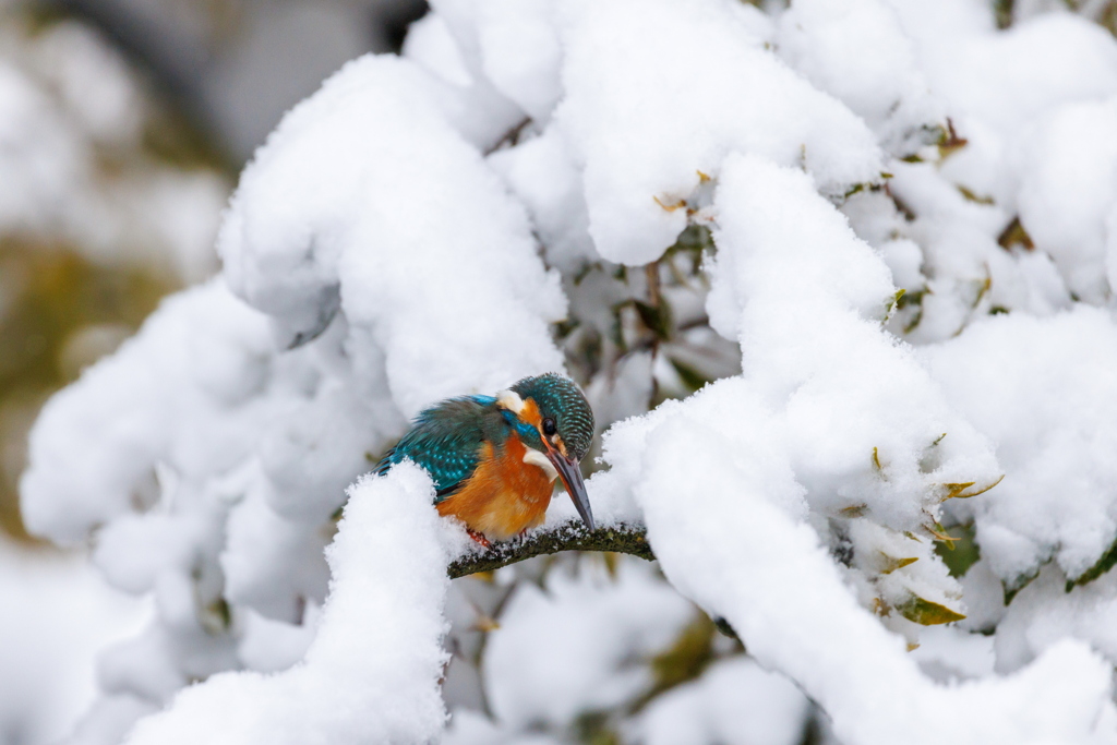 雪が積もる中、狙う