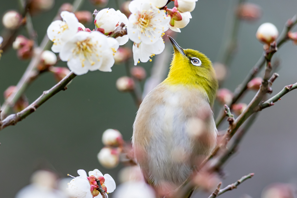 背伸び