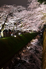 お堀の桜(2)