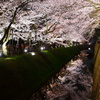 お堀の桜(2)