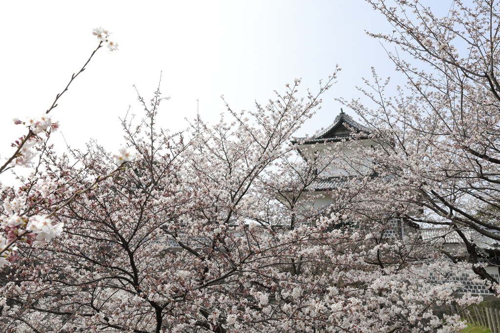 桜の奥に