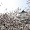 桜の奥に