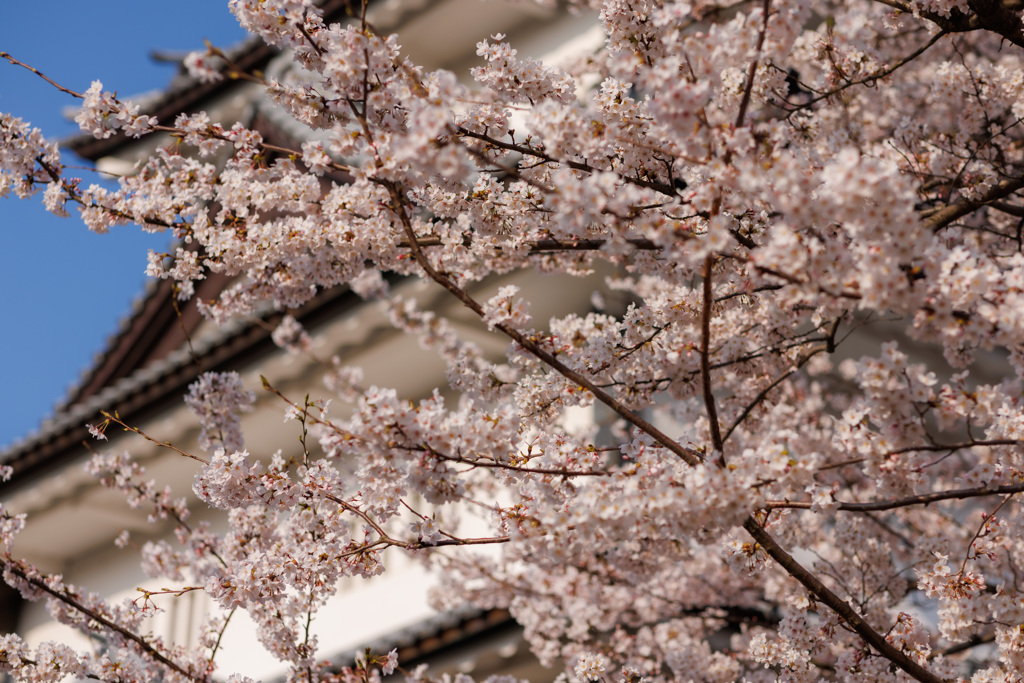 お城を背景に