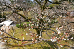 うめを見下ろしてみた