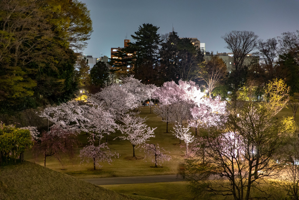 眼下の桜