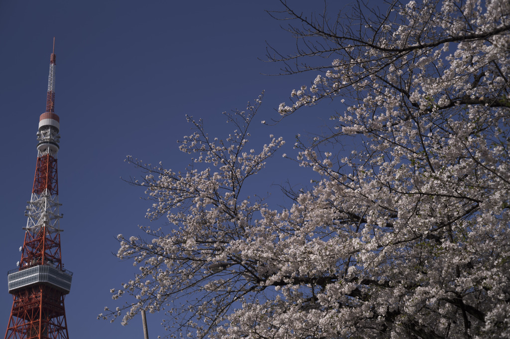 今日の桜