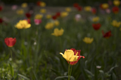 ４月の花