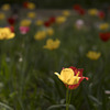 ４月の花