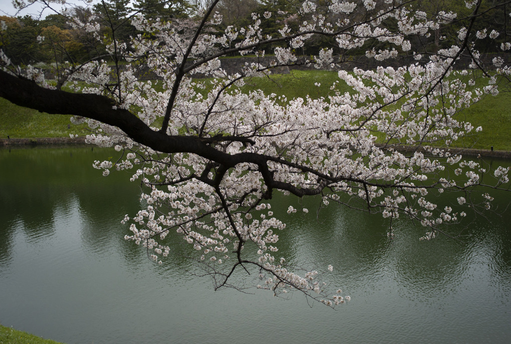 今日の桜