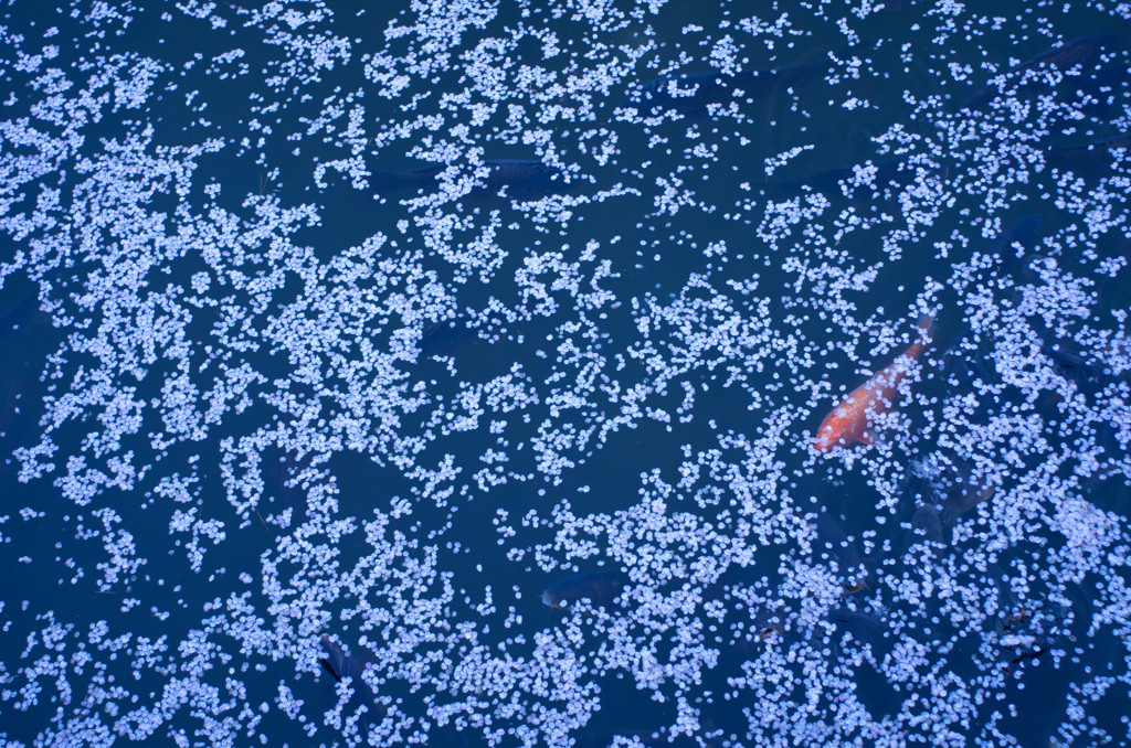 桜と鯉