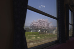 車窓からの桜