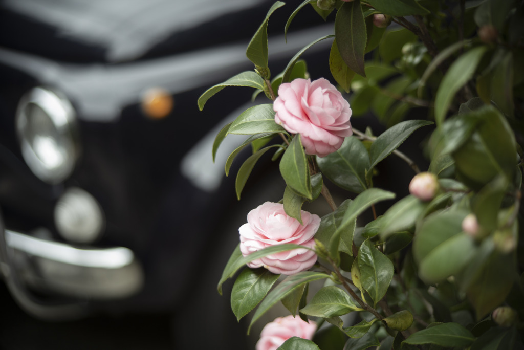 街角の花