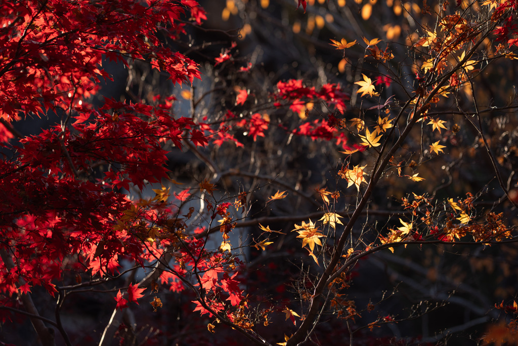 きらめきの紅葉