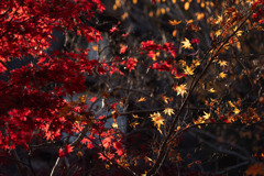 きらめきの紅葉