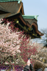 北野天満宮の春