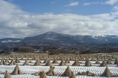 冬の稲田