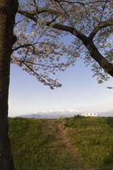 堤の桜
