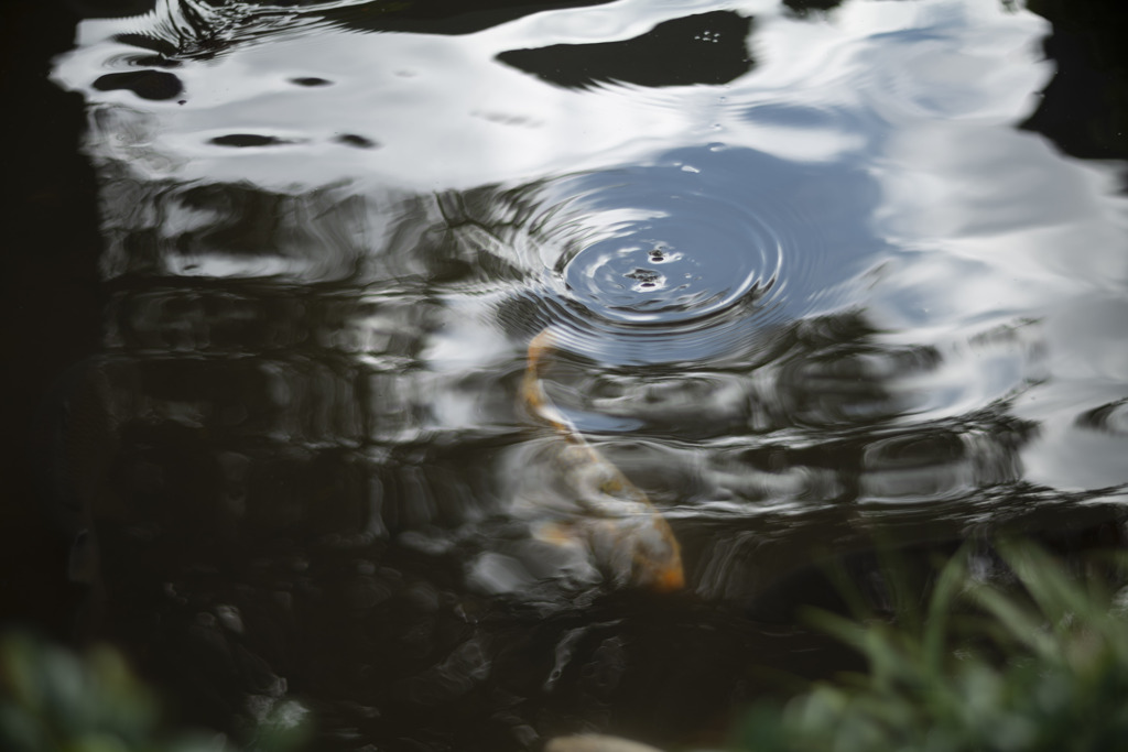 水面に映る