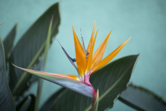極楽鳥花