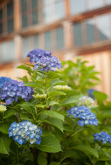 紫陽花