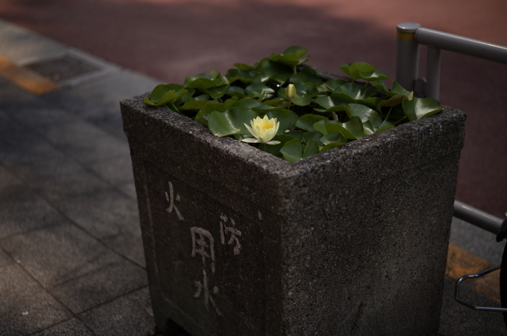 防火用水槽の花