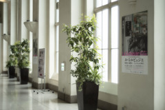 駅舎の観葉植物