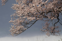 桜、雲陰に映える