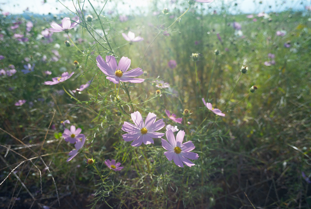 秋の草花