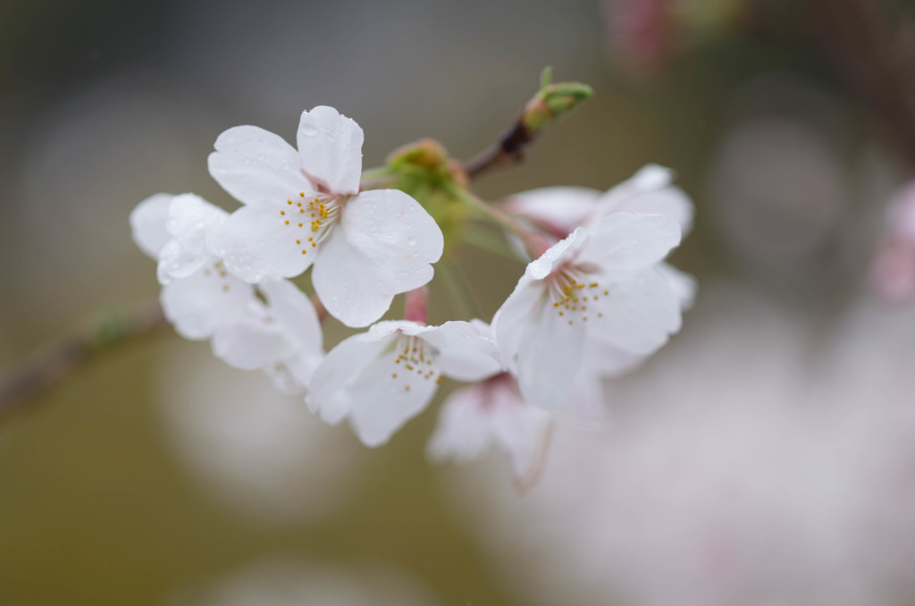 雨中桜色