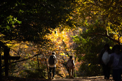 秋の散策路