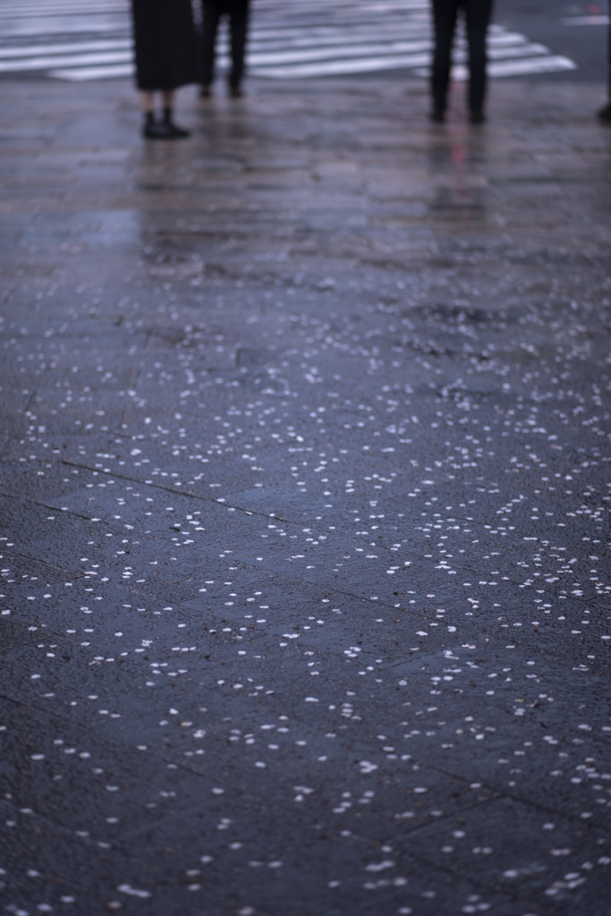 雨の舗道