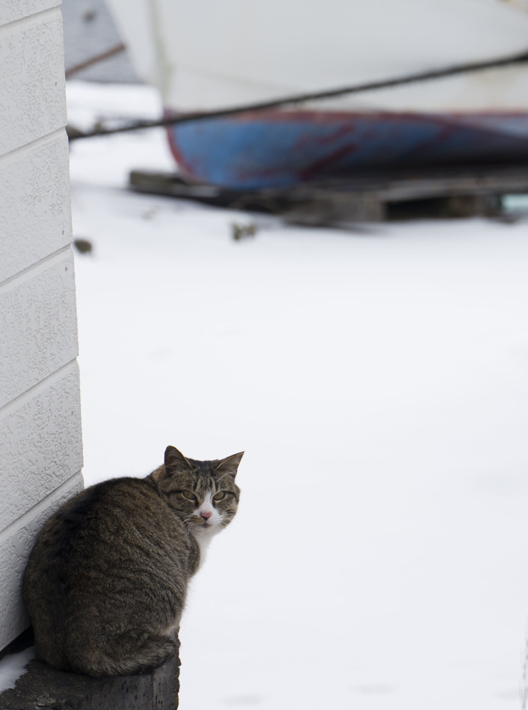 冬の猫