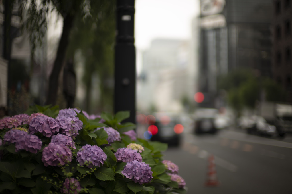街の紫陽花