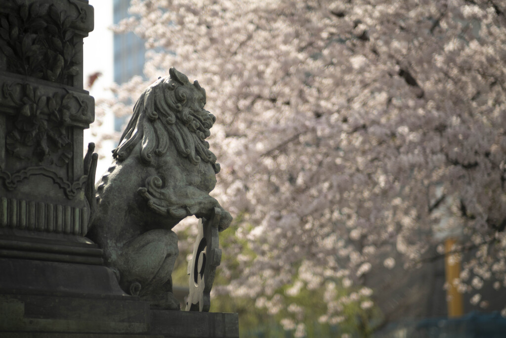 春の獅子