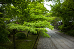 京都・養源院　参道