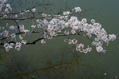 桜、水面に映える