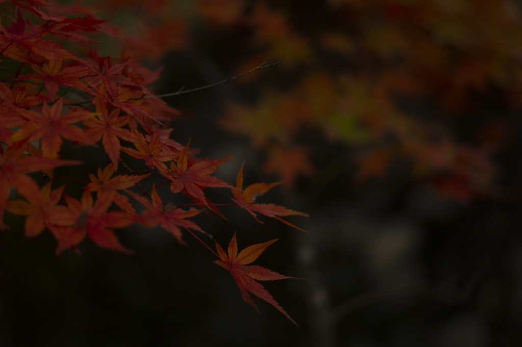 みちのくのもみじ