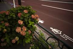 道路沿いの彩り